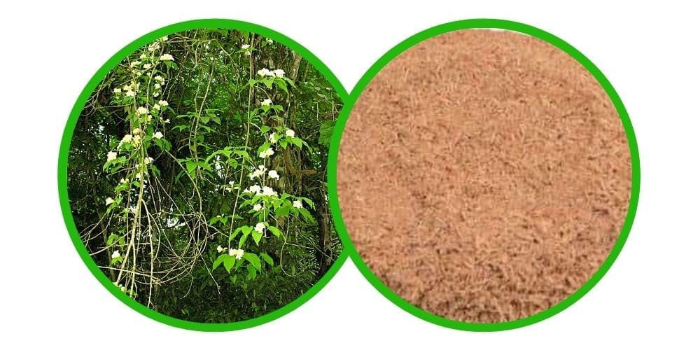 Clavo Huasca (Tynanthus panurensis) - Prášek - 50 g