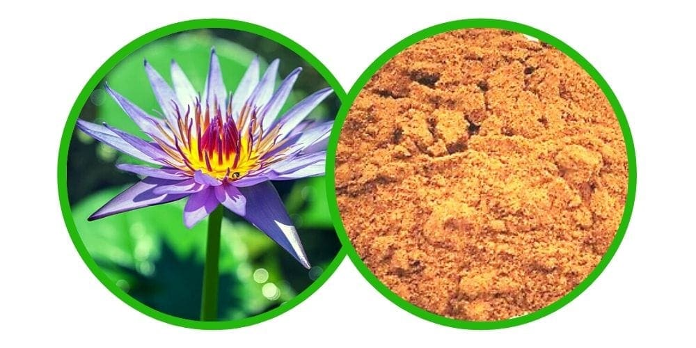 Modrý leknín (Blue lotus) 25x Extrakt - Prášek