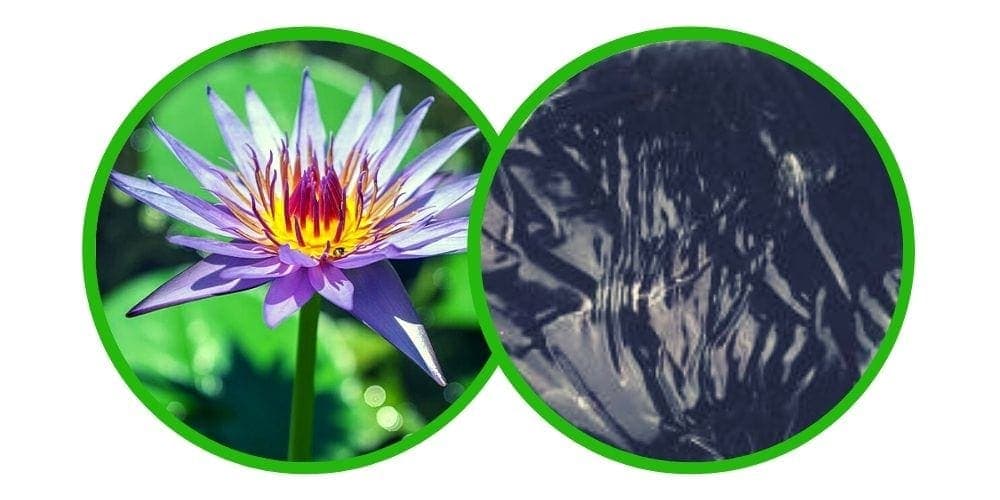 Modrý leknín (Blue lotus) Extrakt 20x - Pryskyřice