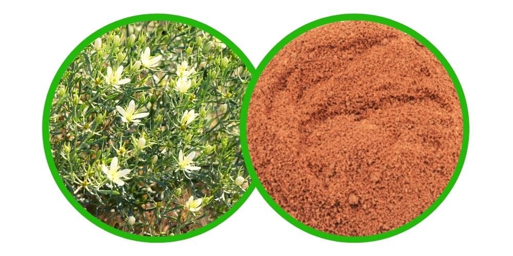 Syrská routa (Peganum harmala) Extrakt 10x