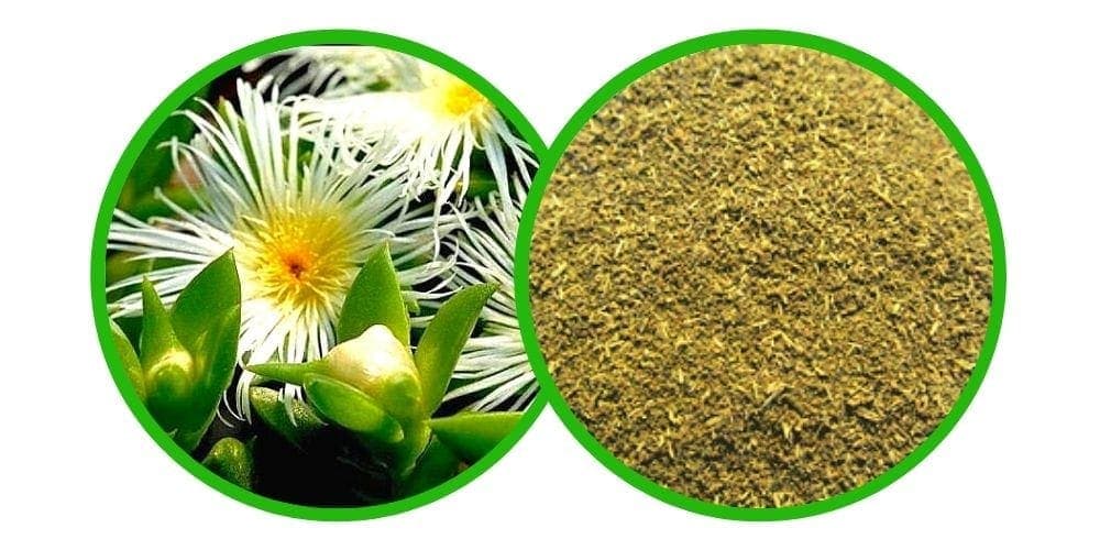 Kanna (Sceletium Tortuosum) - prášek