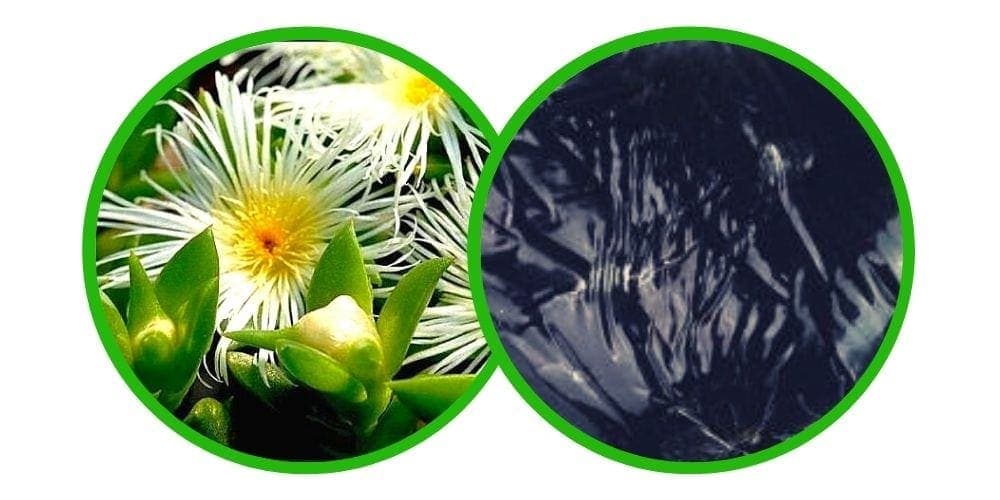 Kanna (Sceletium Tortuosum) - pryskyřice