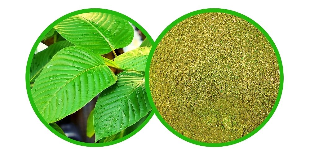 Kratom Gold - Zlatý kratom