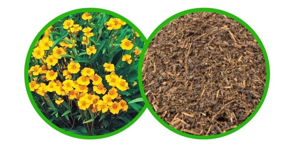 Mexican Tarragon (Tagetes Lucida) - Extrakt - 10x