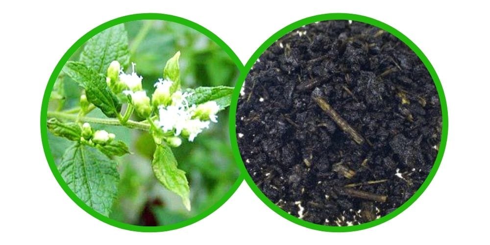 Calea zacatechichi - Extrakt 10x - 1g