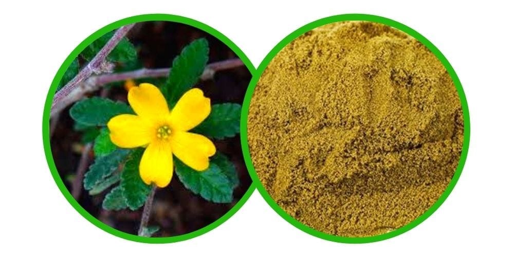 Damiana (Turnera diffusa) Extrakt 20x - 5g