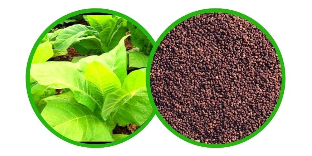 Tabák virginský (Nicotiana tabacum) semena