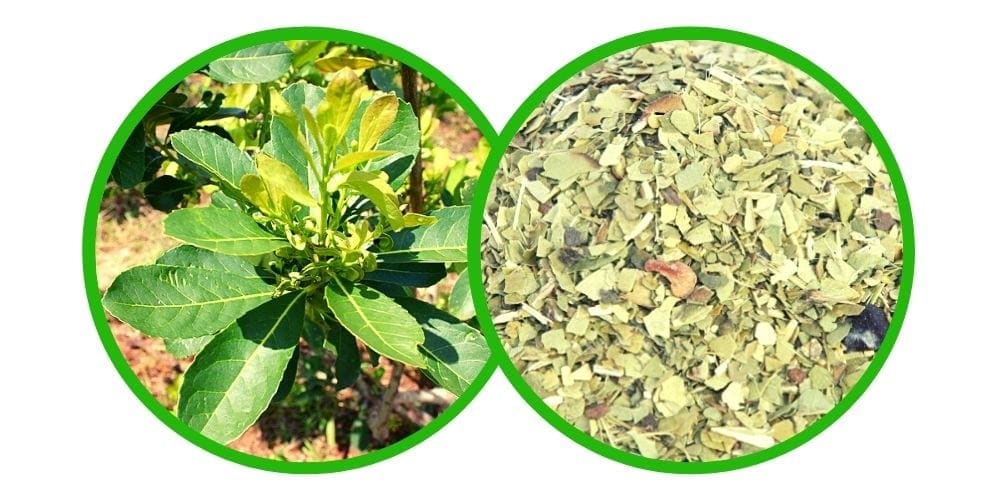 Yerba maté (Ilex paraguariensis) - Drcená Bylina