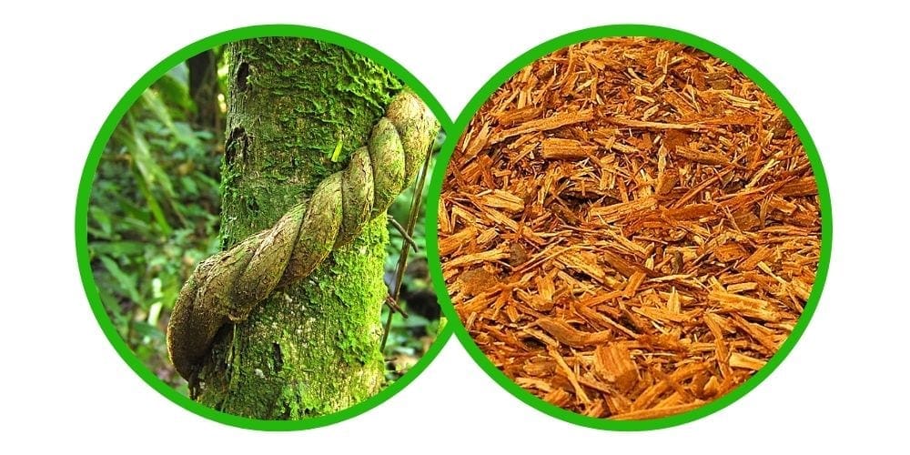 Banisteriopsis caapi - Red, Rojo - 40g