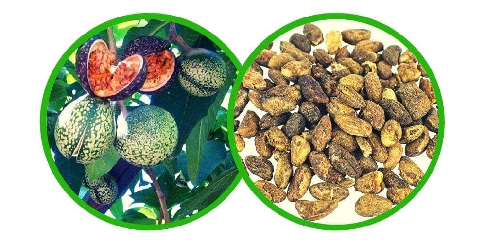 Voacanga (Voacanga africana) - semena