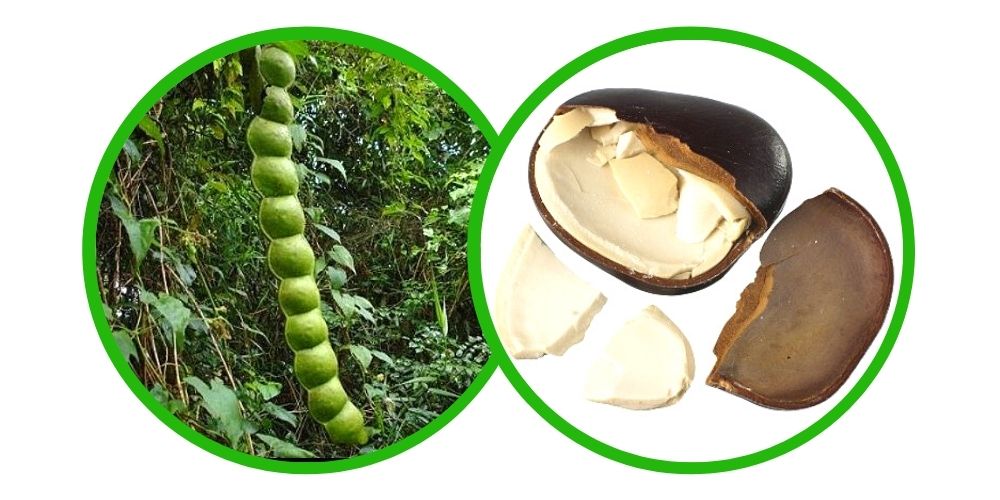 Africká bylina snů (Entada rheedii) - Semeno - 1x