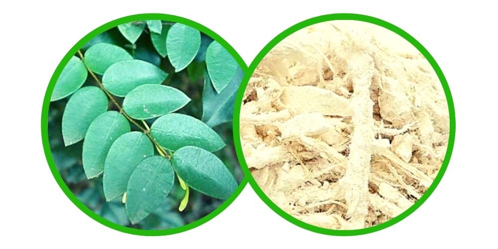 Uvuma-omhlope - Synaptolepis Kirkii - Bylina snů