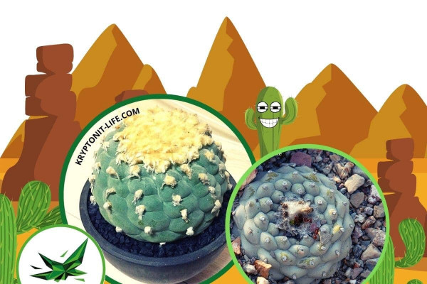 Sada na pěstování kaktusu - Decipiens - Lophophora williamsii