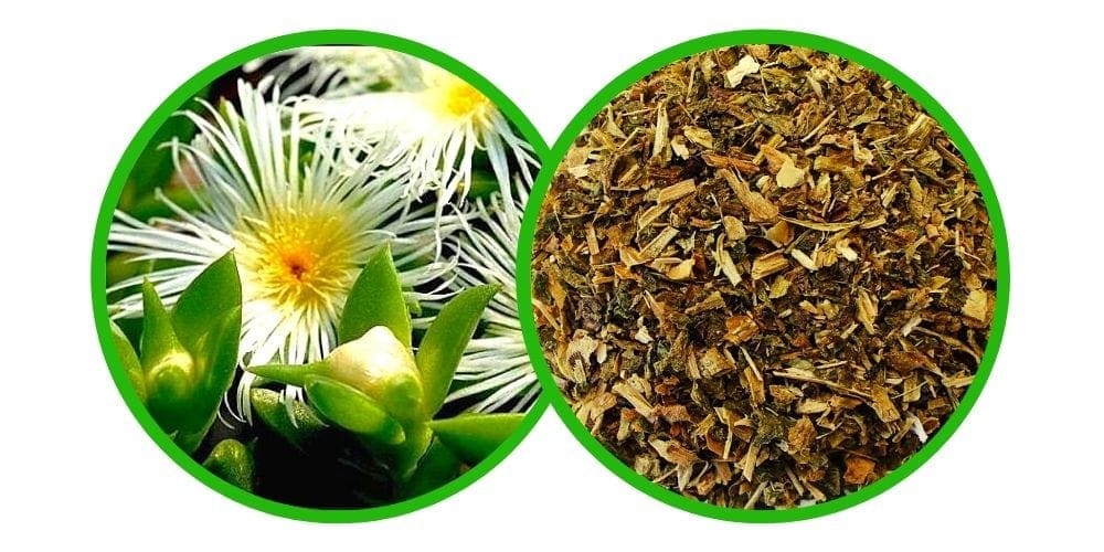 Kanna (Sceletium Tortuosum) - Drcená bylina