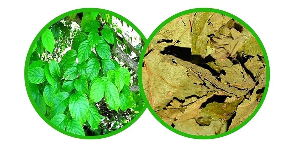 Banisteriopsis caapi - sušené listy - 20g