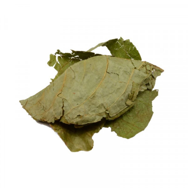 Banisteriopsis caapi - sušené listy