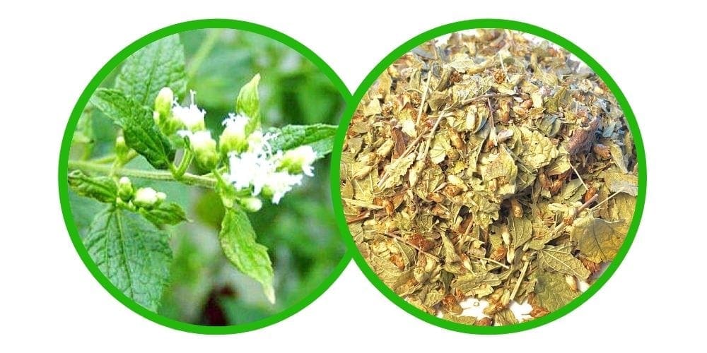 Calea zacatechichi - drcená bylina - 30g