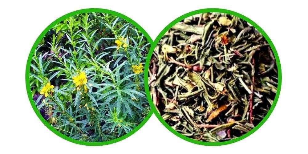 Sinicuichi (Heimia Salicifolia) - Drcená bylina