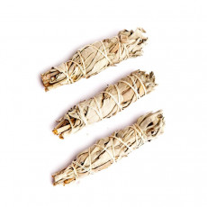 Bílá šalvěj (Salvia apiana) - 3 svazky - 12 cm