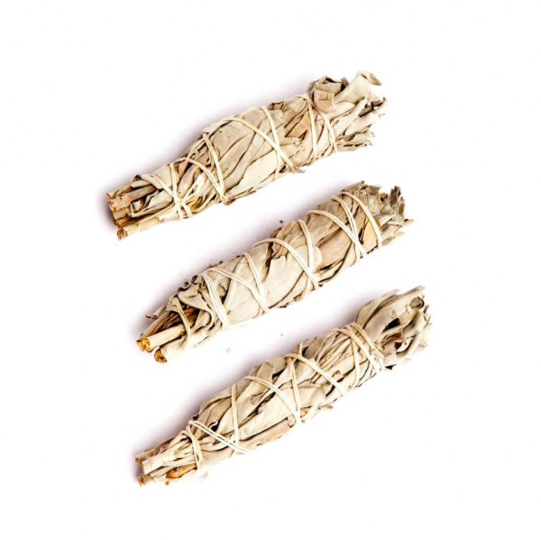 Bílá šalvěj (Salvia apiana) - 3 svazky - 12 cm