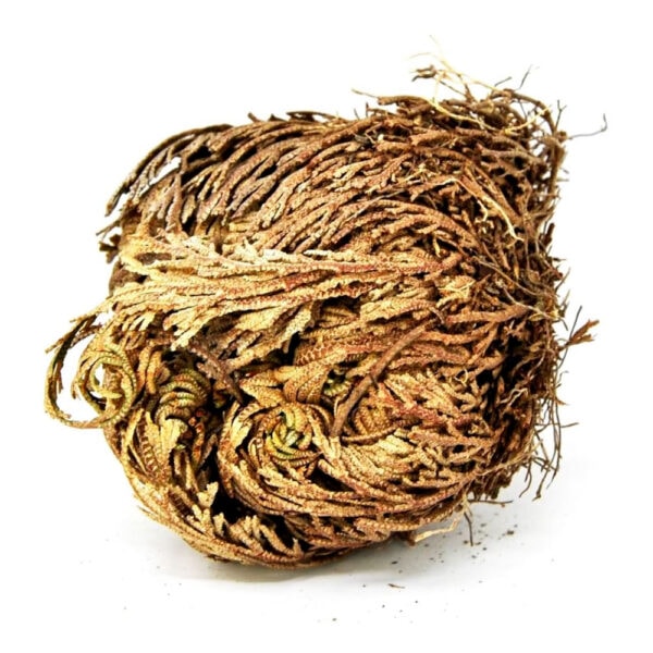 Růže z Jericha „květina vzkříšení“ - Selaginella lepidophylla