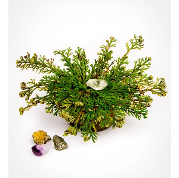 Růže z Jericha „květina vzkříšení“ - Selaginella lepidophylla