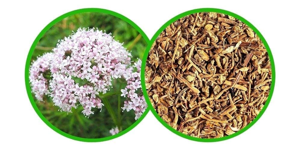 Echte valeriaan (Valeriana officinalis) – Drcená Bylina – 40g