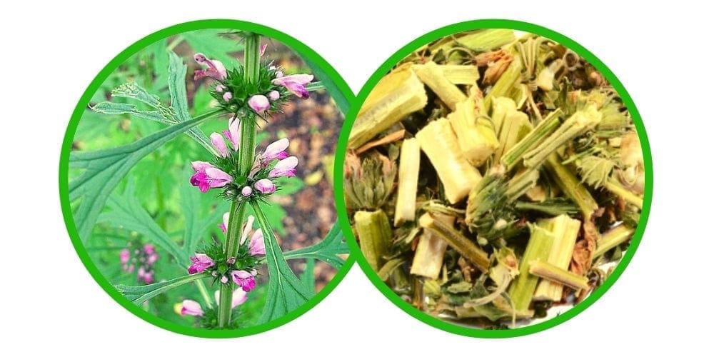 Marihuanilla (leonurus sibiricus) - Drcená Bylina - 20 g