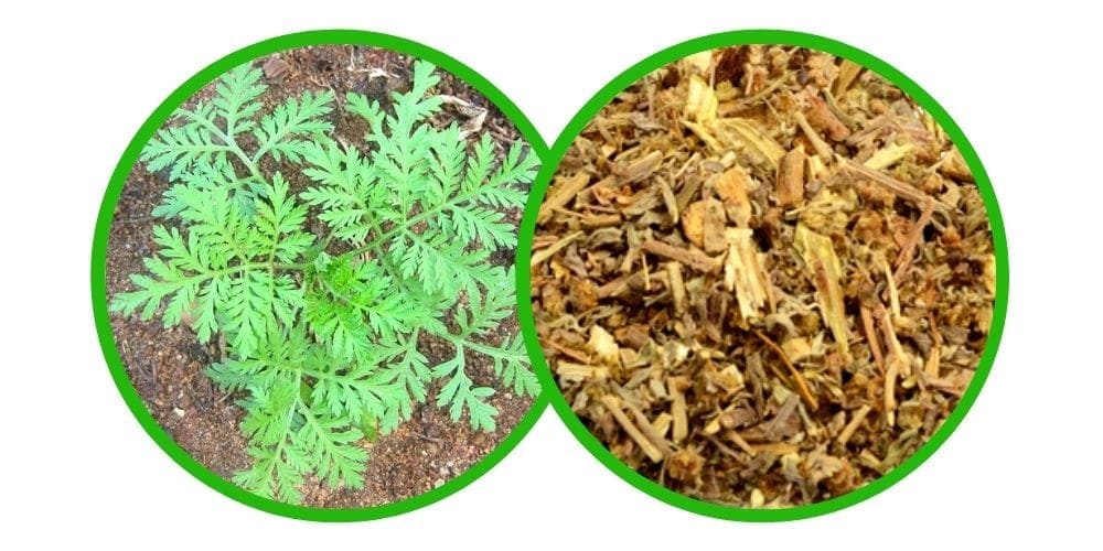 Absinthe wormwood (Artemisia absinthium) - Drcená Bylina - 40g