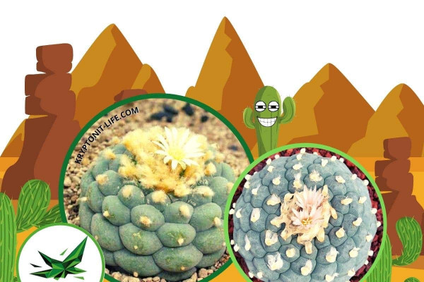 Fricii - Lophophora fricii - Semena