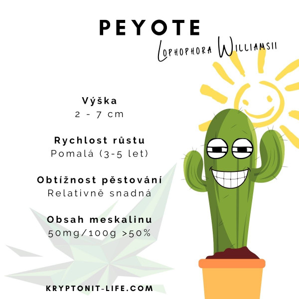 Peyote - Lophophora williamsii - Semena