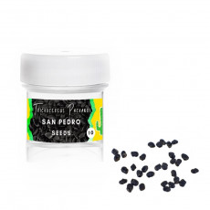 San pedro - Trichocereus pachanoi - Semena