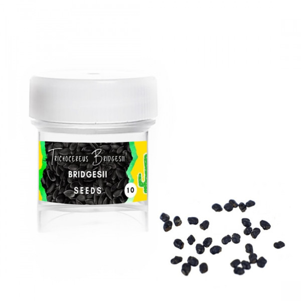 Bridgesii - Trichocereus bridgesii - Semena Bridgesii - Trichocereus bridgesii - Semena
