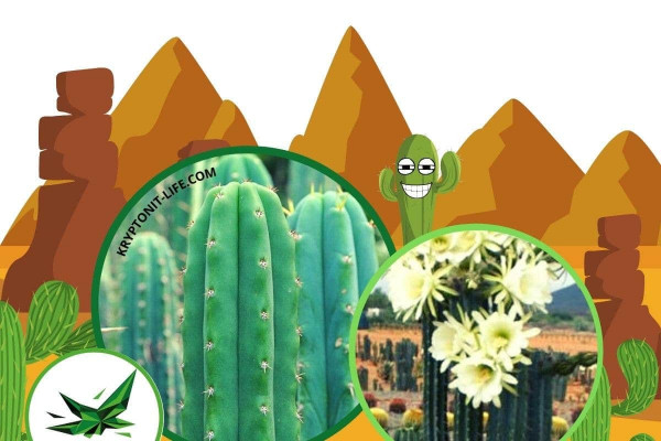 San pedro - Trichocereus pachanoi - Semena