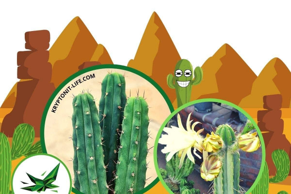 Bridgesii - Trichocereus bridgesii - infromace - alkaloidy