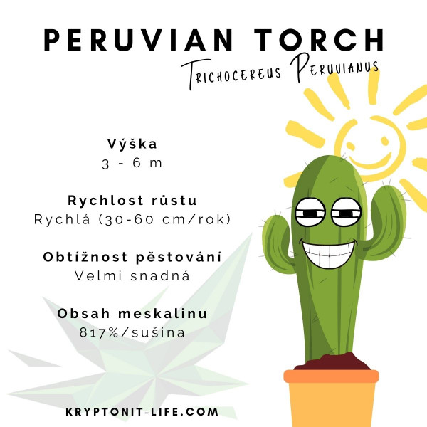 Peruvian torch - Trichocereus peruvianus - Semena