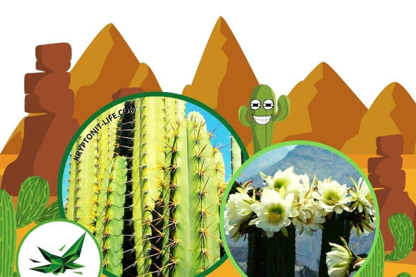 Peruvian torch - Trichocereus peruvianus - Semena - 10x