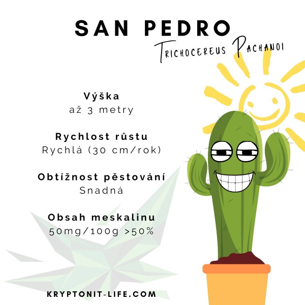 San pedro - Trichocereus pachanoi - Semena