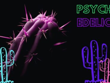 Meskalinové kaktusy - Jak je to s legislativou?