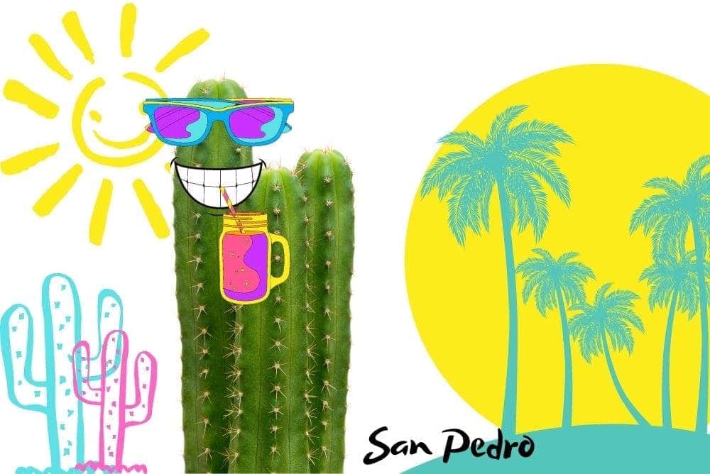 Meskalinové kaktusy - Jak je to s legislativou?