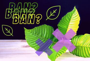 Informace o zákazu Kratomu v Česku a na Slovensku