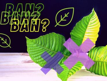 Informace o zákazu Kratomu v Česku a na Slovensku