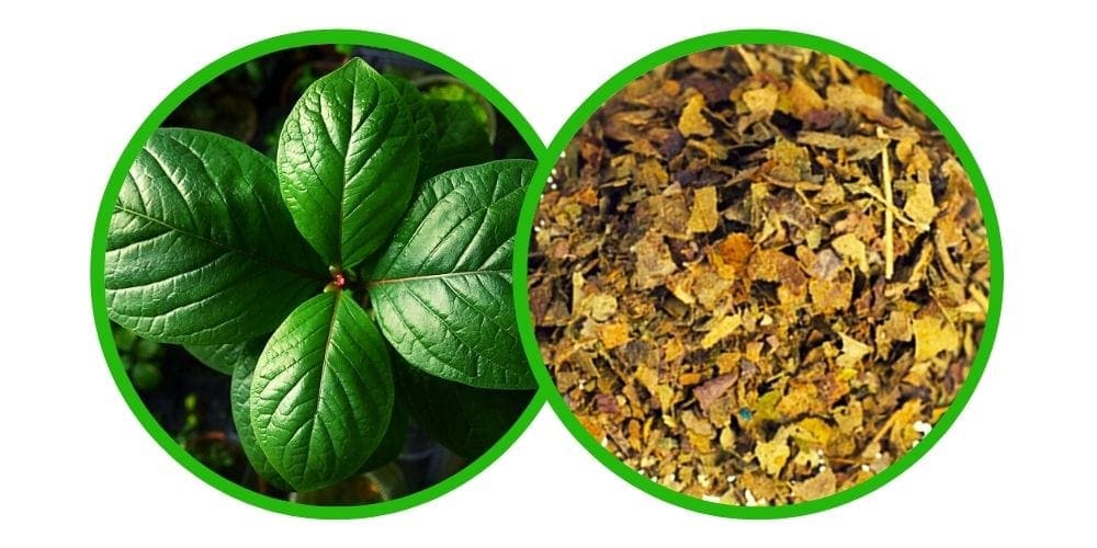 NE-KRATOM - Mitragyna Javanica - Drcené listy