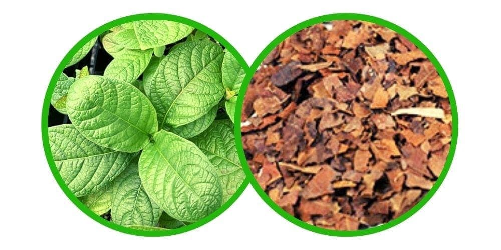 NE-KRATOM - Mitragyna Hirsuta - Drcené listy