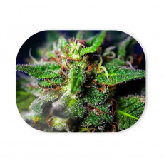 V Syndicate - Mag-Slaps - Blue Dream - vel. S