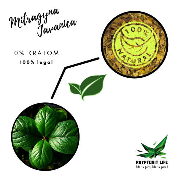 NE-KRATOM - Mitragyna Javanica - Drcené listy