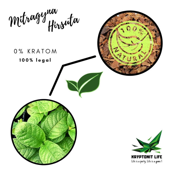 NE-KRATOM - Mitragyna Hirsuta - Drcené listy