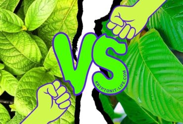 Kratom vs Mitragyna Hirsuta a Javanica - Jaké jsou rozdíly?