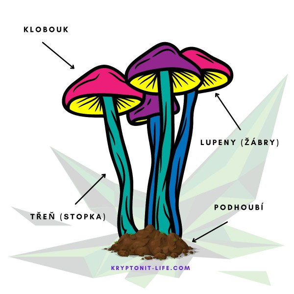 magické houby
