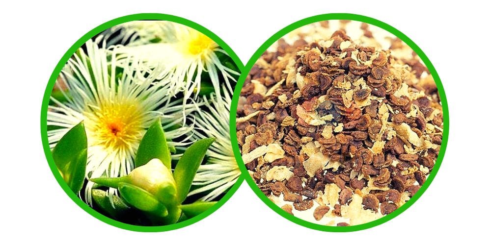 Kanna (Sceletium Tortuosum) - semena